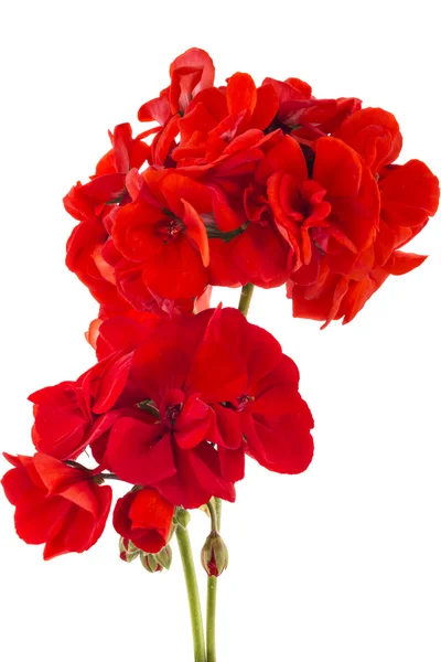 Muskátli-pelargonium virágok — Stock Fotó
