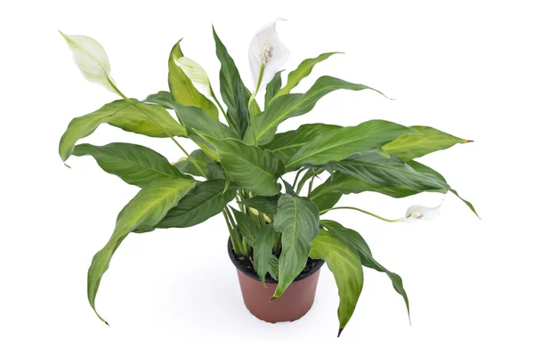 Spathiphyllum plant met bloemen — Stockfoto