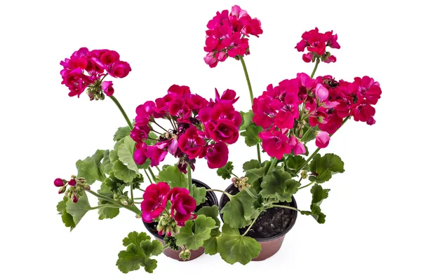Vörös és rózsaszín kerti muskátli-Pelargonium — Stock Fotó