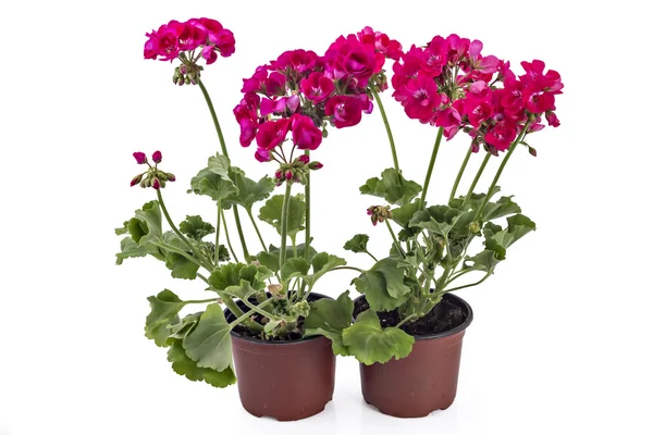 Rode en roze tuin Geranium Pelargonium — Stockfoto