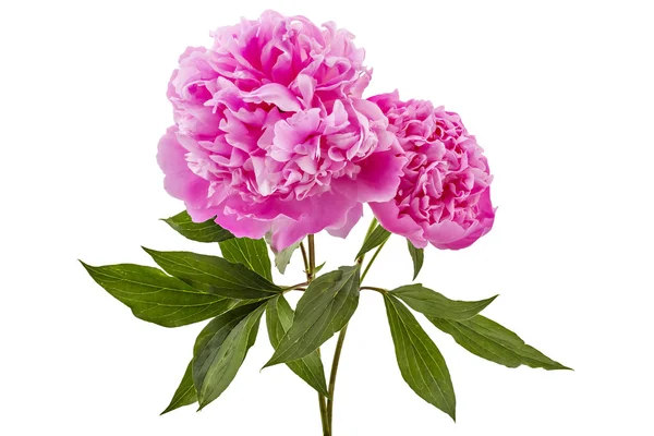 Hermosa flor de peonía rosa, Paeonia lactiflora — Foto de Stock