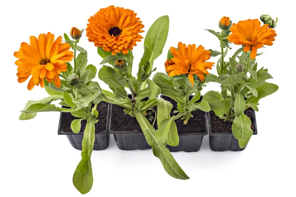 Ringblomma blomma, Calendula Officinalis — Stockfoto