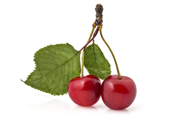 Cerezas orgánicas frescas maduras — Foto de Stock