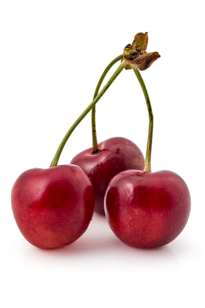 Cerezas orgánicas frescas maduras — Foto de Stock