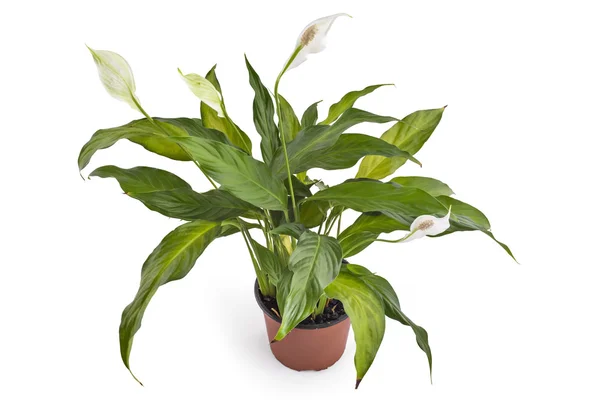 Spathiphyllum pianta con fiori — Foto Stock