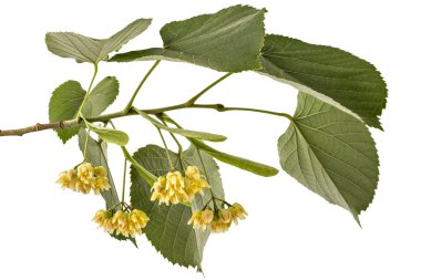 çiçek açan linden Şubesi