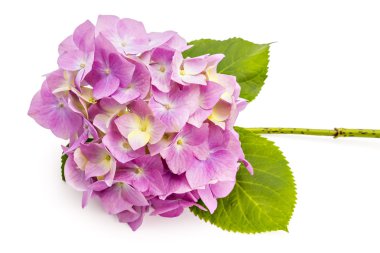 Hydrangea macrophylla çiçekler