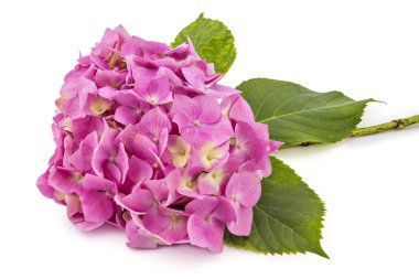 Hydrangea macrophylla çiçekler