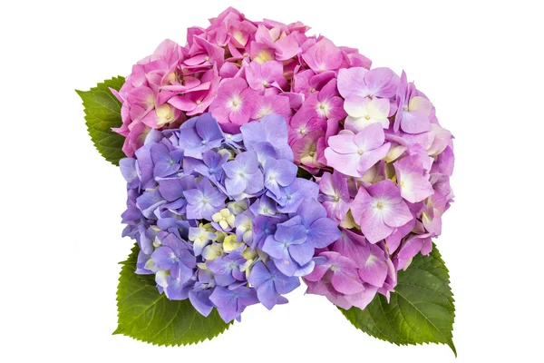 Hydrangea macrophylla virágok — Stock Fotó