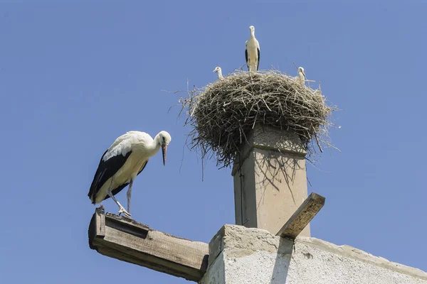 Storks — Stock Photo, Image