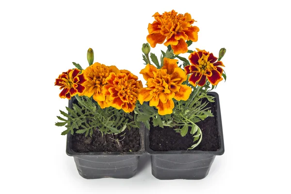 Franska marigold — Stockfoto