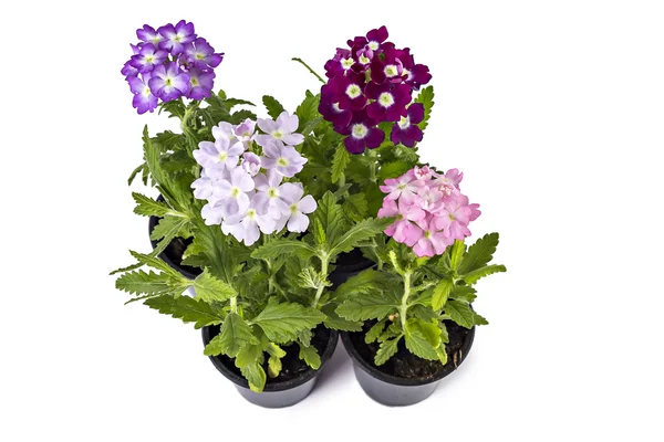 Verbena — Stock Photo, Image