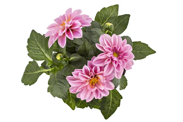 Dahlia. — Foto de Stock