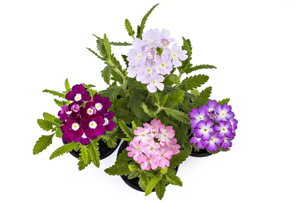 Verbena boş