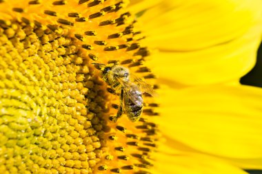 Ayçiçeği bir arıya