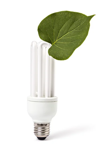 Energiesparlampe und Pflanze — Stockfoto