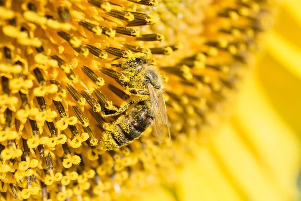 Бджола на соняшнику — стокове фото