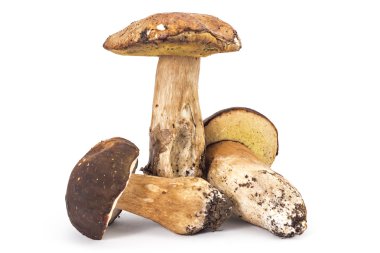 Taze olgun Boletus mantarı