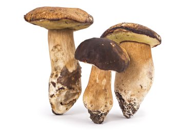 Taze olgun Boletus mantarı