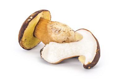 Taze olgun Boletus mantarı