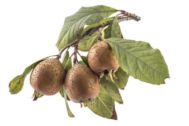 Taze organik medlars