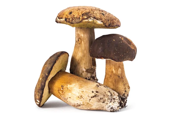 Boletus edulis fresco e maduro — Fotografia de Stock