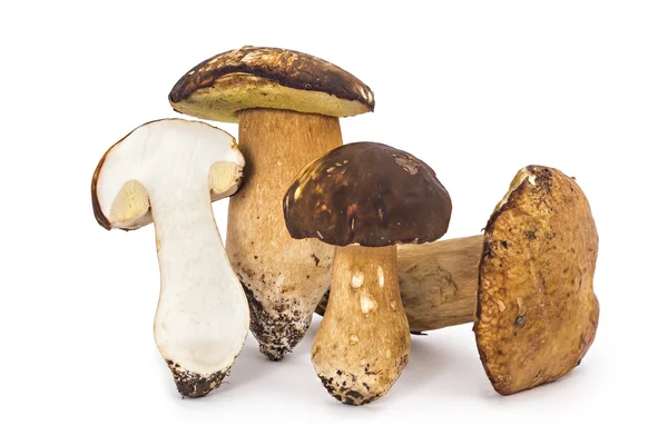 Boletus edulis fresco e maduro — Fotografia de Stock