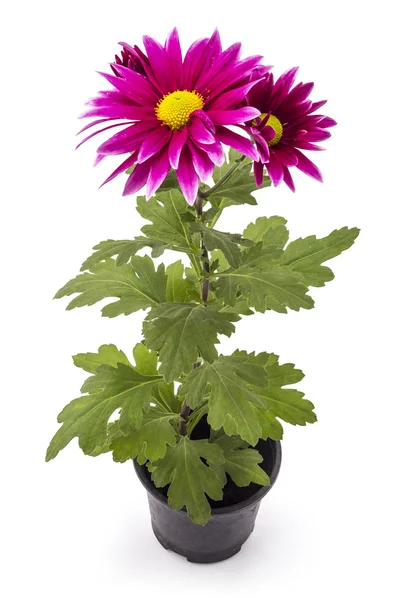 Chrysanthemenblume im Topf — Stockfoto
