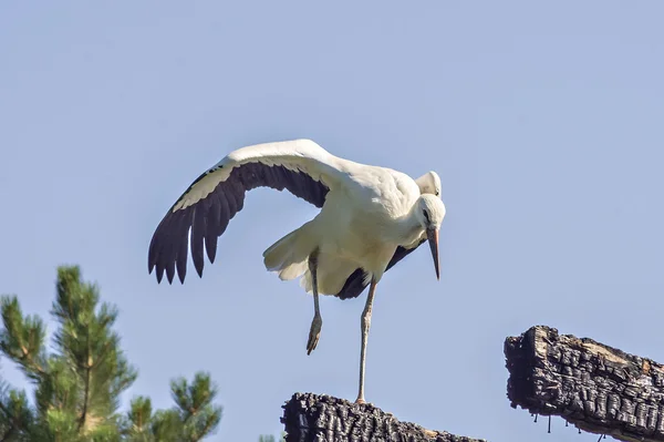 Young white stork — Stock Photo, Image