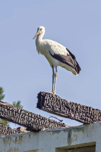 Young white stork — Stock Photo, Image