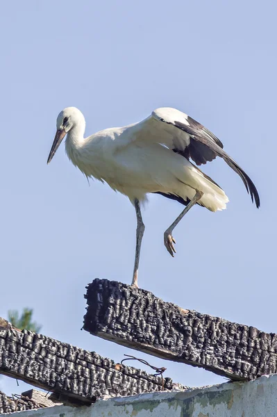 Young white stork — Stock Photo, Image
