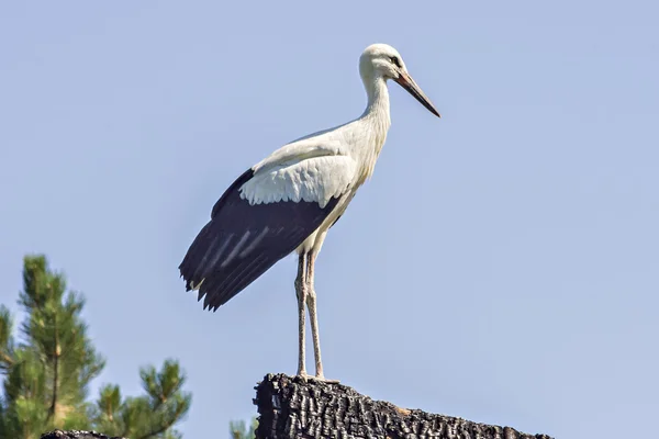 Young white stork — Stock Photo, Image