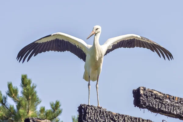 Young white stork — Stock Photo, Image