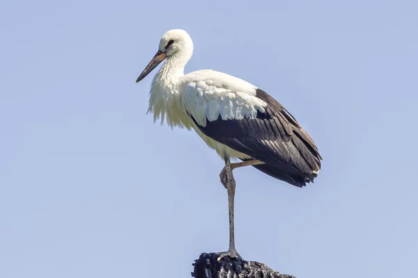 Giovane cicogna bianca — Foto Stock