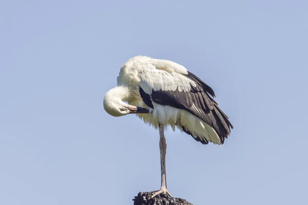 Young white stork — Stock Photo, Image