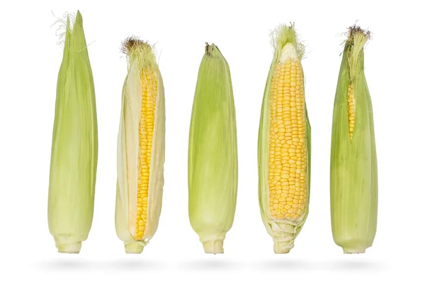 Fresh young ears of corn — Stock Photo, Image