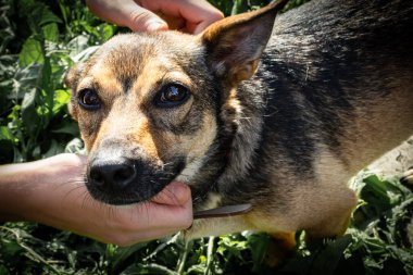 İnsan elleri akıllı gözlerle küçük bir köpeği okşuyor.