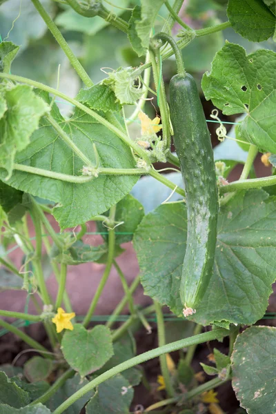 Uma planta de pepino — Fotografia de Stock