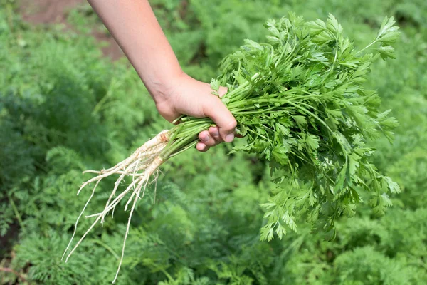 Bunch of parsley — Stock Photo, Image