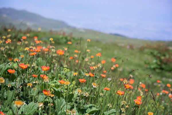 Whild Mountain meadow — Stock Photo, Image