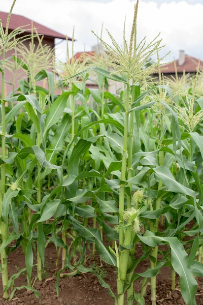 Parte de la planta de maíz —  Fotos de Stock