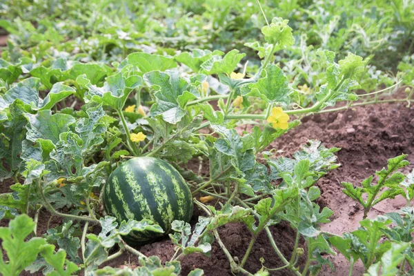 家庭菜園でスイカ — ストック写真