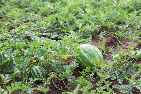 家庭菜園でスイカの植物 — ストック写真