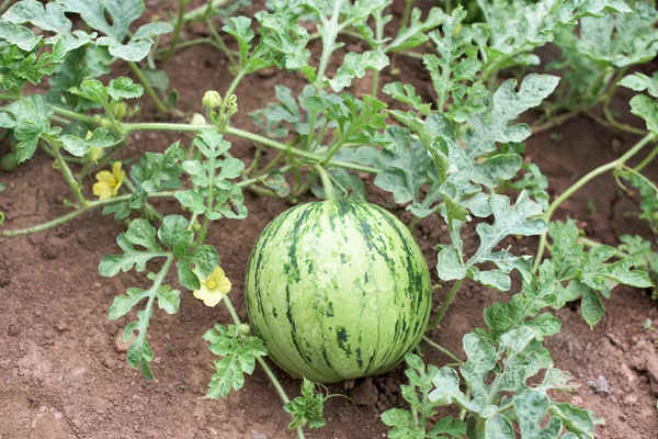 Part of Watermelon — Stock Photo, Image