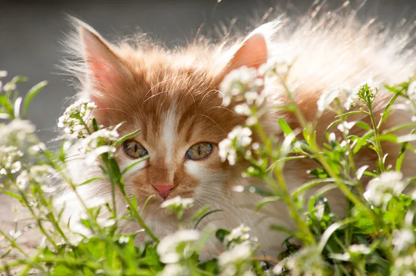 Malé domácí kočka v zahradě — Stock fotografie