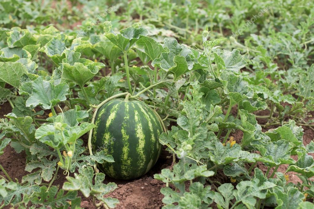 Pictures watermelon plant Watermelon plant in the garden — Stock