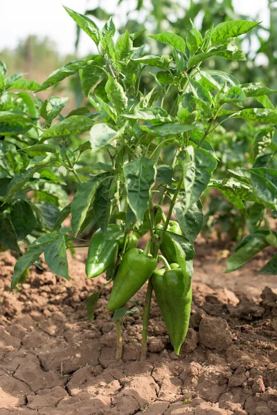 Planta de pimentão com legumes — Fotografia de Stock