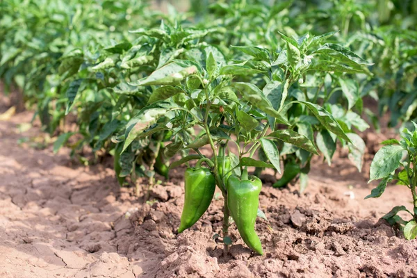 Pimenta em um jardim — Fotografia de Stock