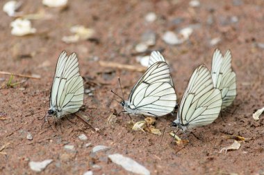  Çiçeğin üzerinde güzel beyaz kelebekler. Bir örümcek bir böcek yakaladı..