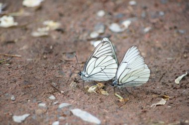 Nehir kıyısında iki güzel beyaz kelebek. Aporia krataegi, yaklaş.